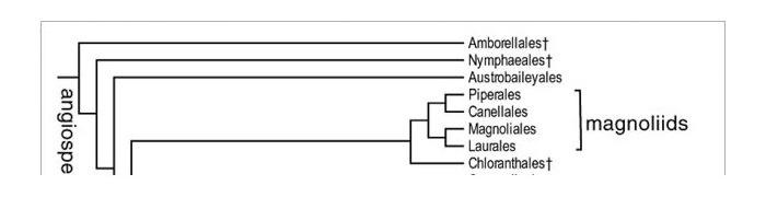 BasalAngiosperms