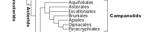 Campanulids