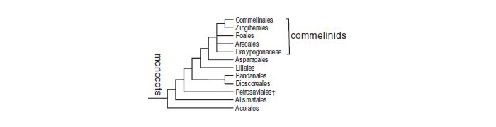 monocots