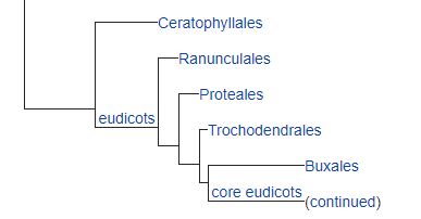 eudicots