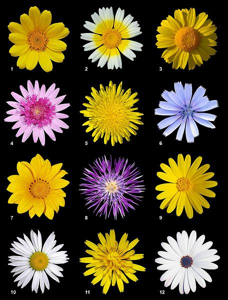 asteraceae inflorescencias