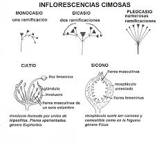 cimosas