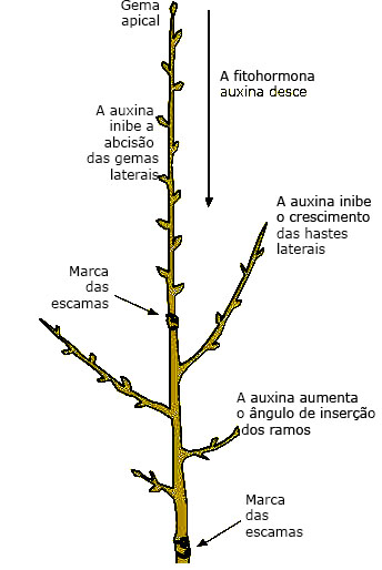 dominancia apical