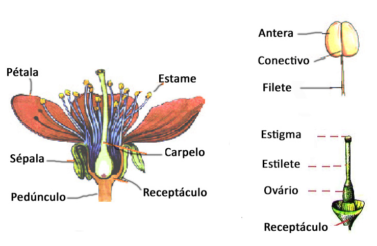 flor 1