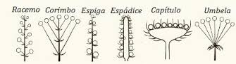 inflorescencia