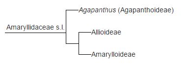 Amaryllidaceae