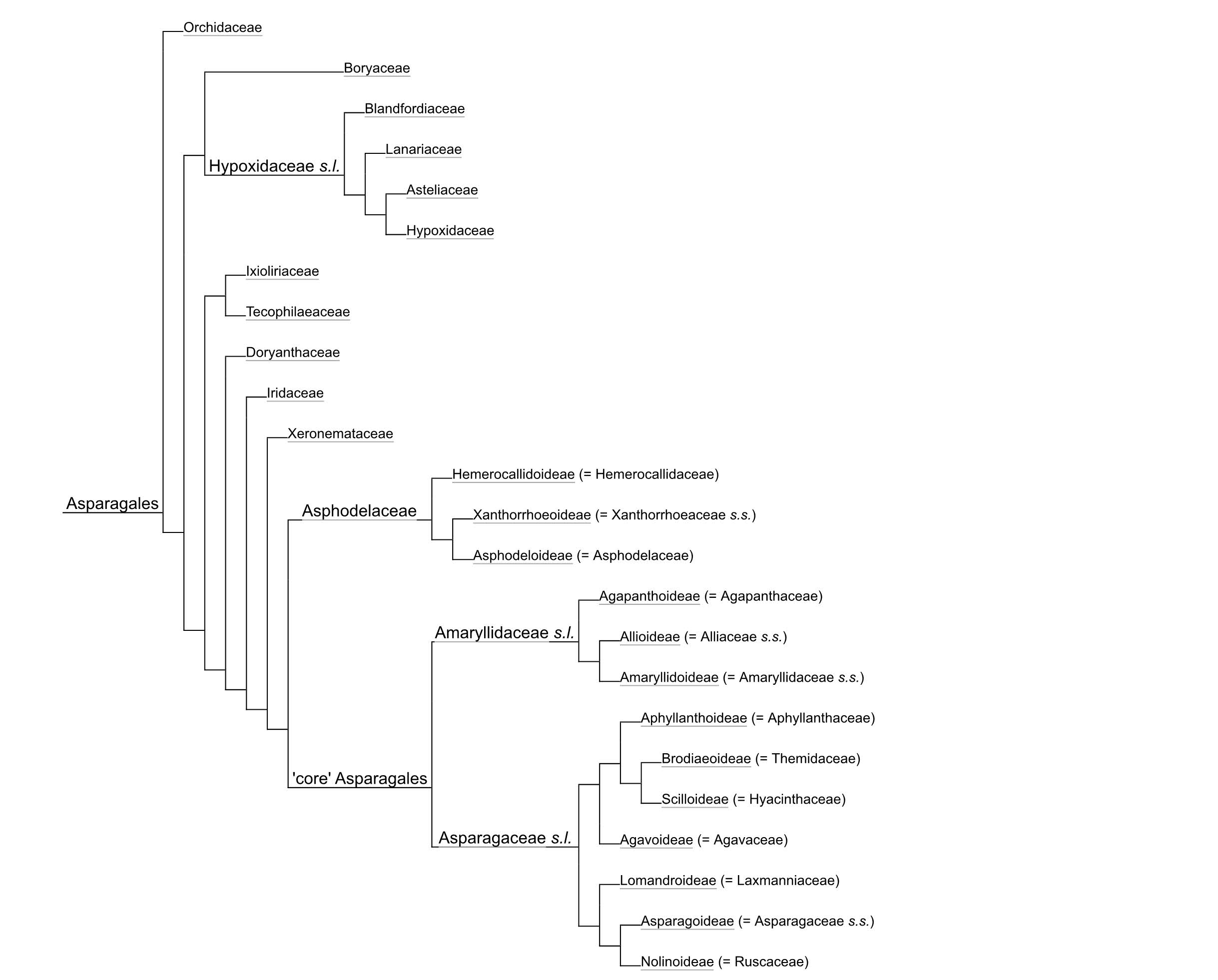 asparagales