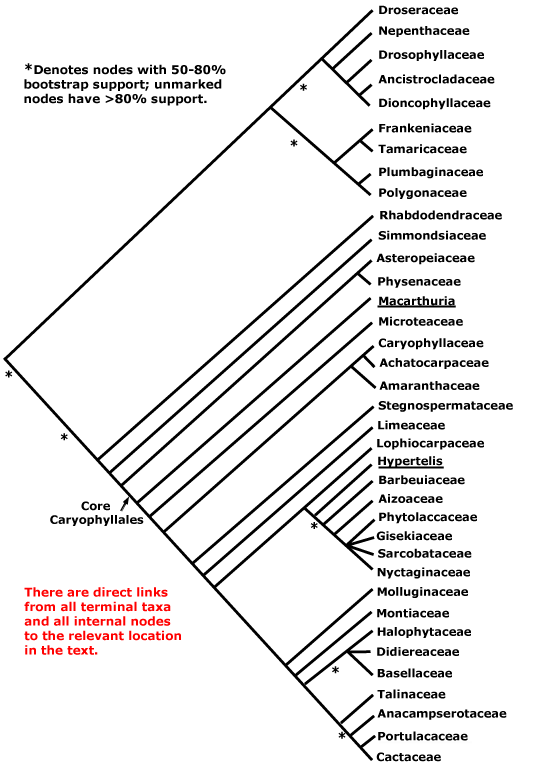 caryophyllales