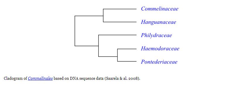 commelinales