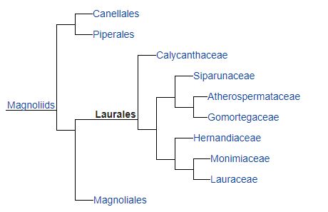 laurales