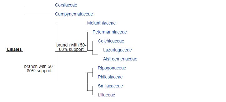 liliales