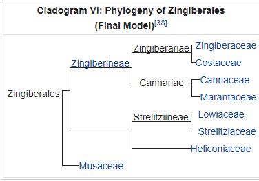 zingiberales2