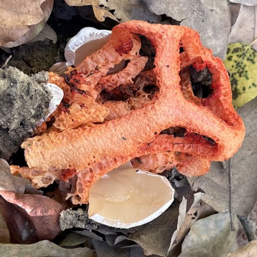 clathrus_ruber_04