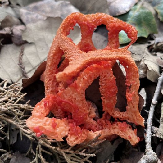 clathrus_ruber_06