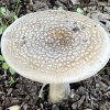 amanita_gemmata_2022-11_3014