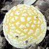 amanita_gemmata_2022-11_3016