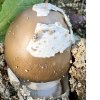 amanita_gemmata_2022-11_3018