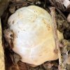 clathrus_ruber_01