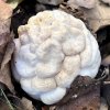 clathrus_ruber_02