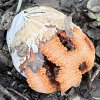 clathrus_ruber_03
