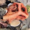 clathrus_ruber_04