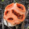 clathrus_ruber_05