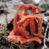 clathrus_ruber_06