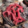 clathrus_ruber_07