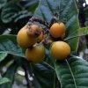 Eriobotrya_japonica_05-2016_1157