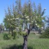 Pyrus_04-2004_1885