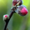 Prunus_persica_02-2013_0460