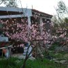 Prunus_persica_03-2017_2260