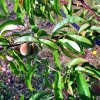 Prunus_persica_05-2017_2471