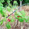 Prunus_persica_06-2017_2585