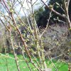 Prunus_domestica_02-2017_2212