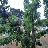 Prunus_domestica_07-2016_1795