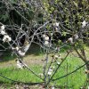 Prunus_avium_03-2017_2307