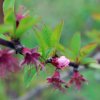 Prunus_avium_04-2010_0313