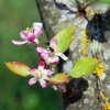 Prunus_avium_05_2016_1129