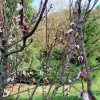 Prunus_armaniaca_03-2017_2238