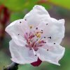 Prunus_armaniaca_04-2016_1036