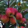 Malus_domestica_07-2011_0768