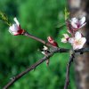 Prunus_dulcis_02-2016_0969