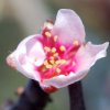 Prunus_dulcis_02-2016_0970