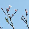 Prunus_dulcis_02-2017_2208