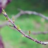Prunus_dulcis_02-2017_2209
