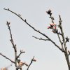Prunus_dulcis_02-2017_2214