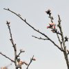 Prunus_dulcis_02-2017_2214