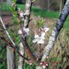 Prunus_dulcis_03-2017_2241