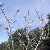 Prunus_dulcis_03-2017_2242